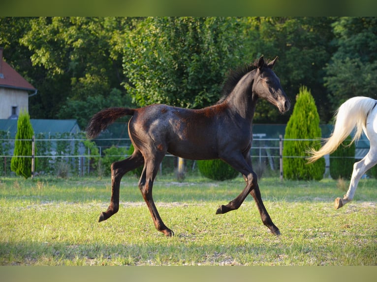 Lipizzaner Stallion 1 year 15,2 hh Grey in Ptuj