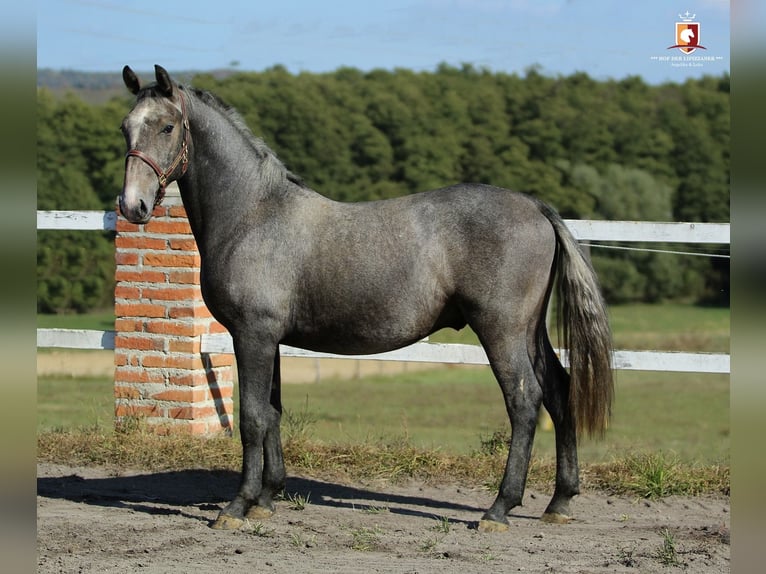 Lipizzaner Stallion 1 year 16 hh Grey in Trnovska Vas
