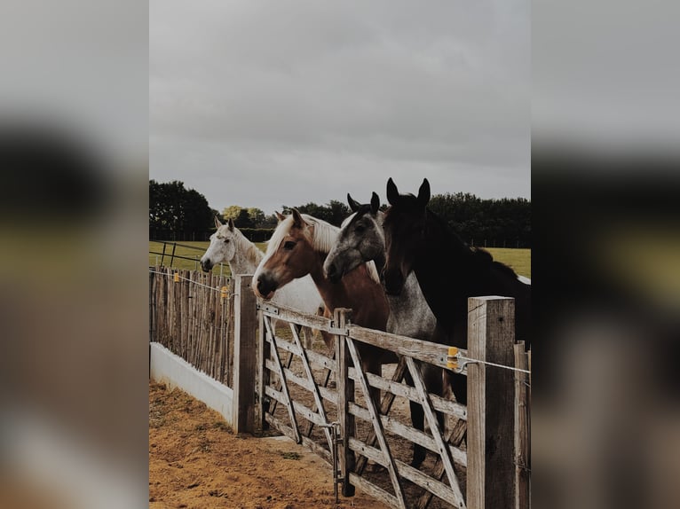 Lipizzaner Stallion 2 years 14.2 hh Grey-Dark-Tan in Meulebeke