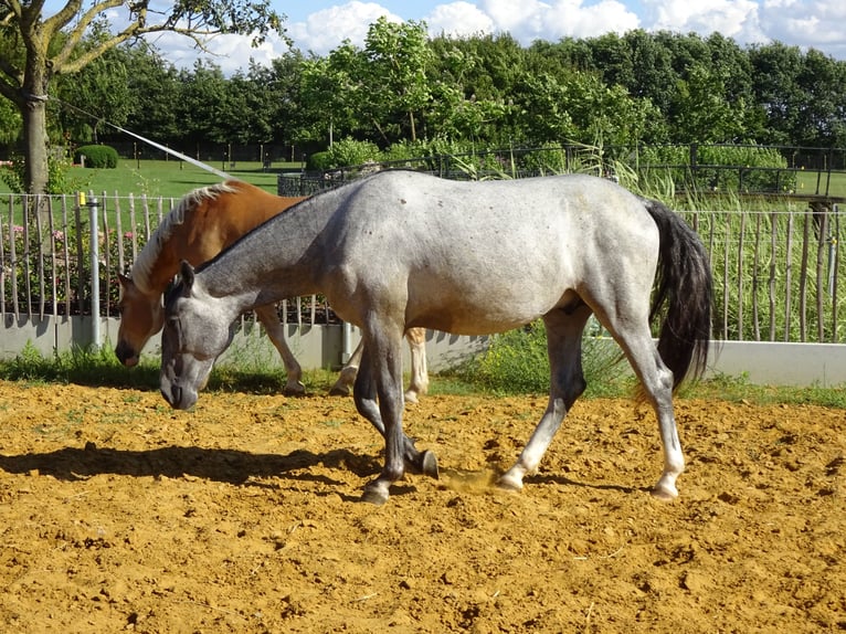 Lipizzaner Stallion 2 years 14.2 hh Grey-Dark-Tan in Meulebeke