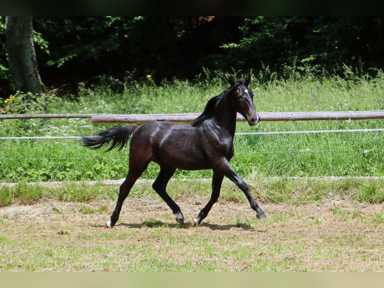 Lipizzaner Stallion 2 years 15,1 hh Gray in Radovljica