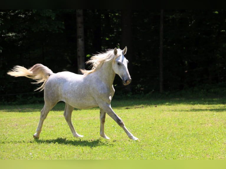 Lipizzaner Stallion 2 years 15,2 hh Gray in Radovljica