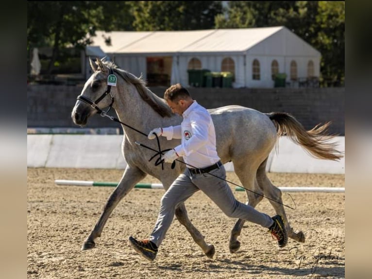 Lipizzaner Stallion 2 years 15 hh Grey in Vremski Britof