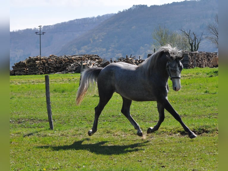 Lipizzaner Stallion 2 years 15 hh Grey-Dapple in Vremski Britof