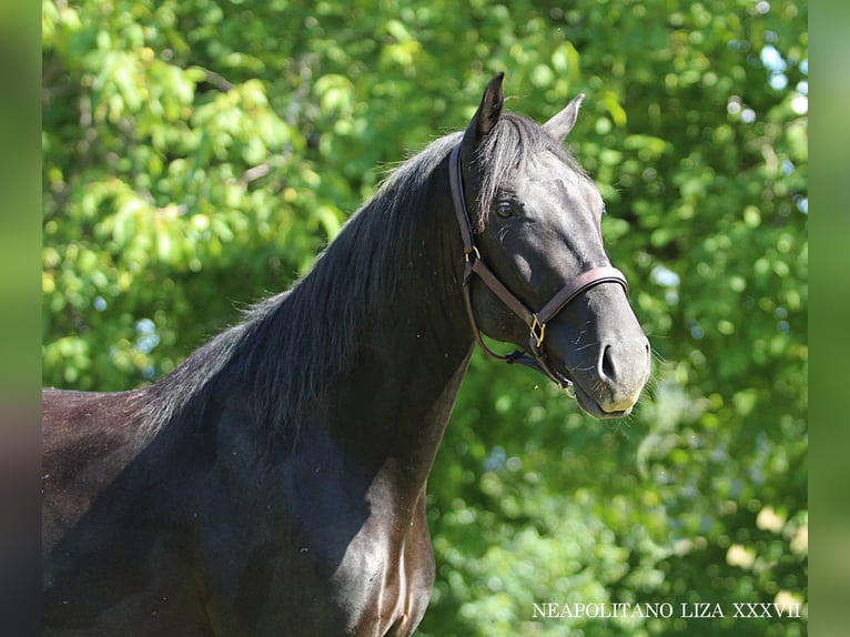 Lipizzaner Stallion 2 years 15,2 hh Black in Ptuj