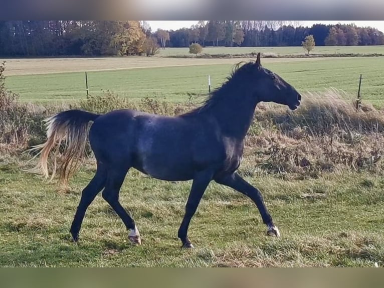 Lipizzaner Stallion 3 years 15,1 hh Gray in Lamerdingen