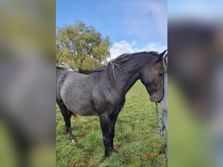Lipizzaner Stallion 3 years 15,1 hh Gray in Lamerdingen