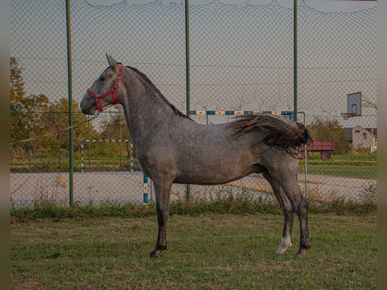 Lipizzaner Stallion 3 years 15,2 hh Gray in Strizivojna