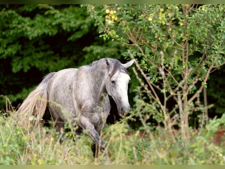 Lipizzaner Stallion 3 years 15,2 hh Gray in Ptuj