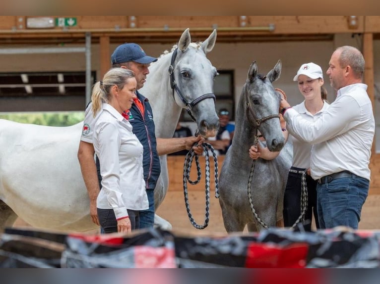 Lipizzaner Stallion 3 years 15.2 hh Grey in Radovljica