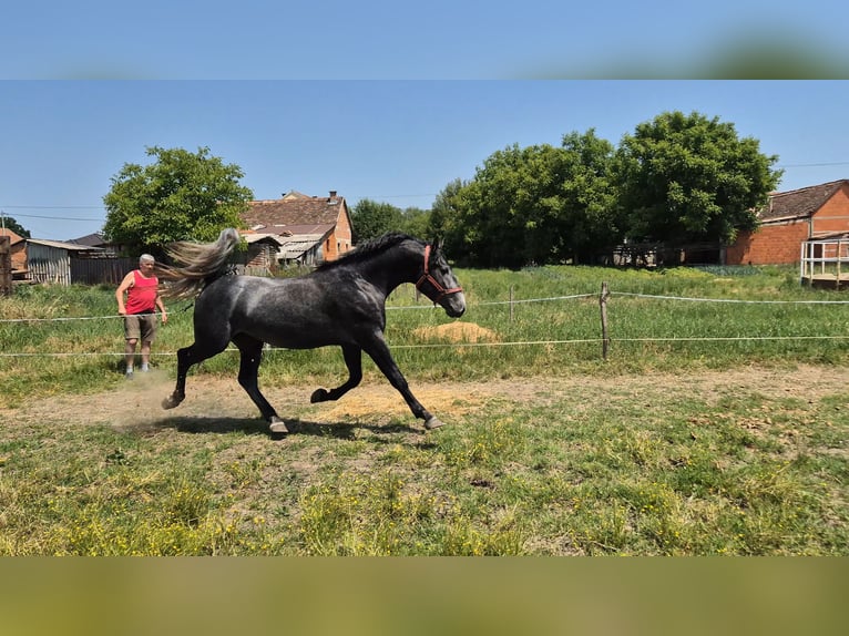 Lipizzaner Stallion 3 years 15,1 hh Gray in Strizivojna