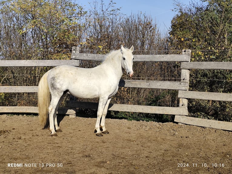 Lipizzaner Stallion 3 years 16 hh White in Ravazd