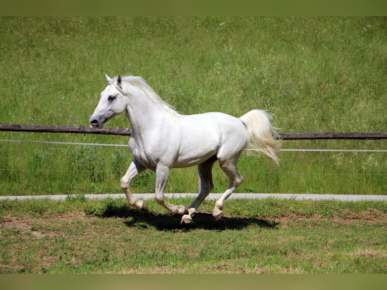 Lipizzaner Stallion 4 years 15,2 hh Gray in Radovljica