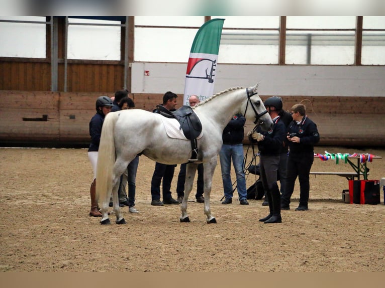 Lipizzaner Stallion 4 years 15,2 hh Gray in Radovljica