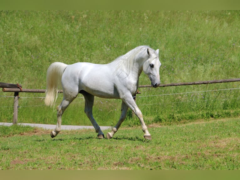Lipizzaner Stallion 4 years 15,2 hh Gray in Radovljica