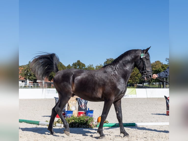 Lipizzaner Stallion 4 years Black in Kostanjevica na Krki