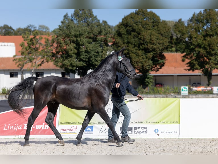 Lipizzaner Stallion 4 years Black in Kostanjevica na Krki