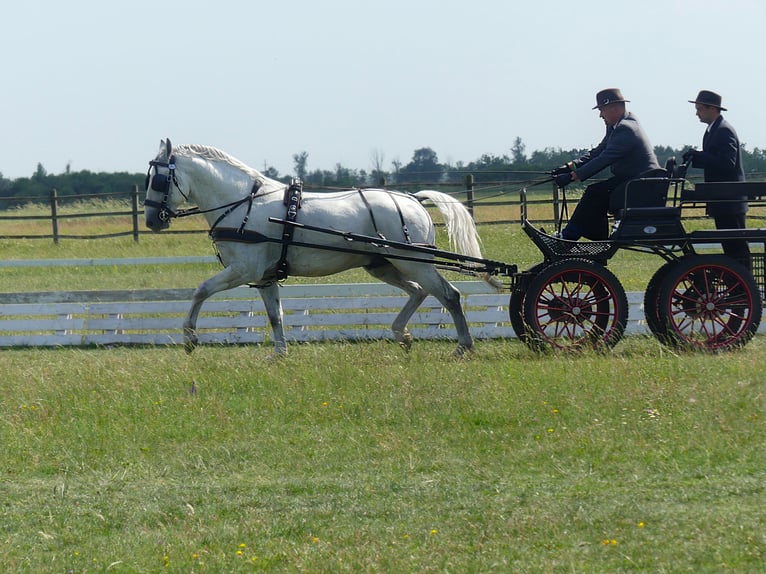 Lipizzaner Stallion 5 years 15.2 hh Grey in Vokány