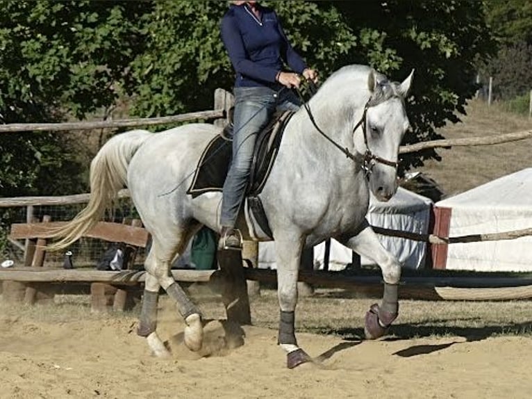 Lipizzaner Stallion 5 years 15.2 hh Grey in Vokány