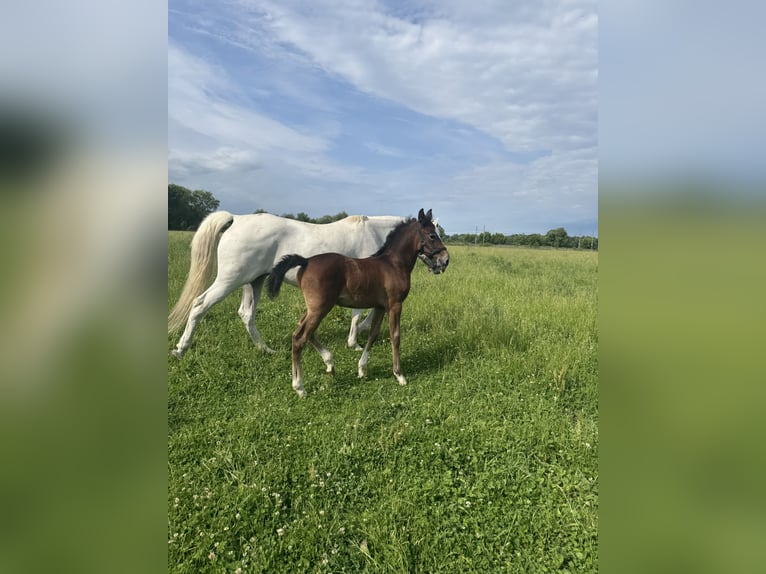 Lipizzaner Stallion 6 years White in Zru&#x10D; nad S&#xE1;zavou