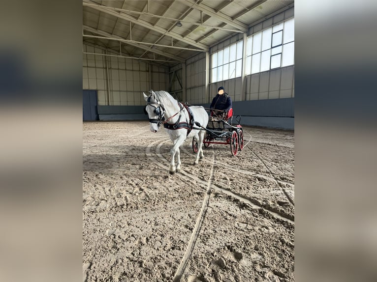 Lipizzaner Stallion 6 years White in Zru&#x10D; nad S&#xE1;zavou