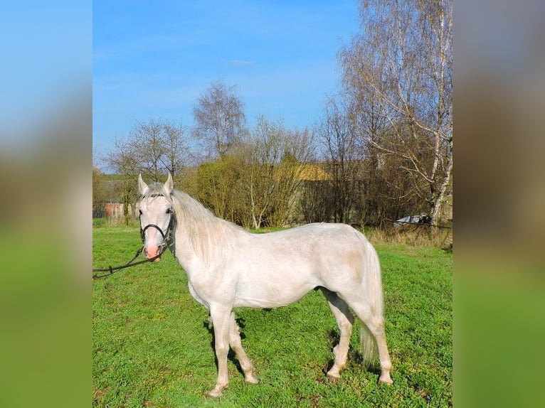 Lipizzaner Stallion 6 years White in Zru&#x10D; nad S&#xE1;zavou