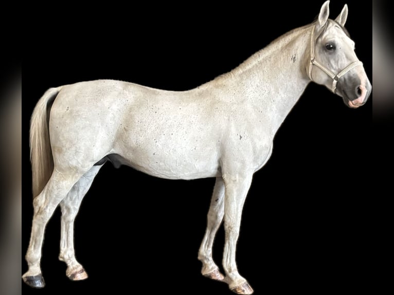 Lipizzaner Stallion 9 years 15,1 hh Grey in Someren