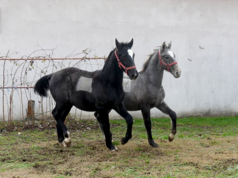 Lipizzaner Stallion Foal (05/2025) 13 hh Grey in Vokány
