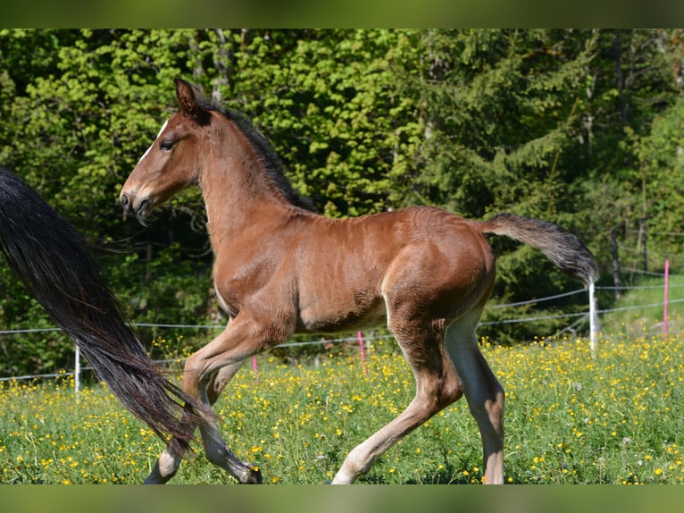 Lipizzaner Stallion Foal (04/2026) 15.2 hh Brown in Glanegg