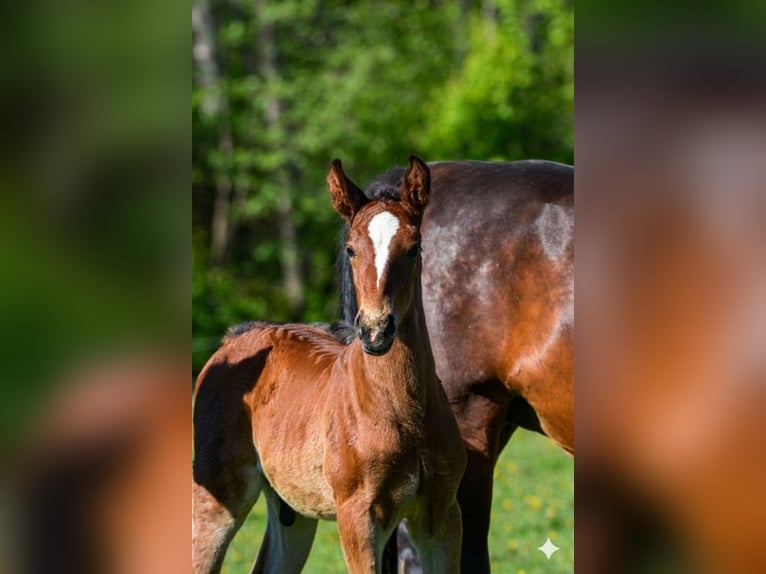 Lipizzaner Stallion Foal (04/2026) 15.2 hh Brown in Glanegg