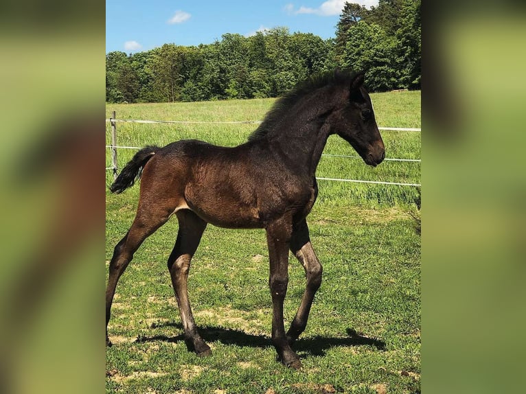 Lipizzaner Stallion Foal (03/2024) 15,2 hh Gray in Heiligenbrunn