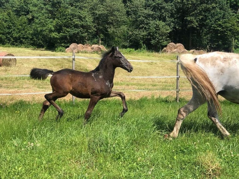 Lipizzaner Stallion Foal (03/2024) 15,2 hh Gray in Heiligenbrunn