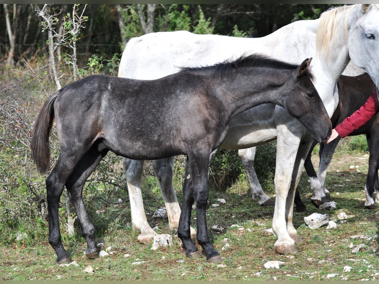 Lipizzaner Stallion Foal (04/2024) 15,2 hh Gray in Kozina