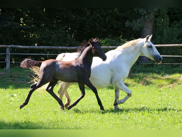 Lipizzaner Stallion Foal (04/2024) 15,2 hh Gray in Radovljica