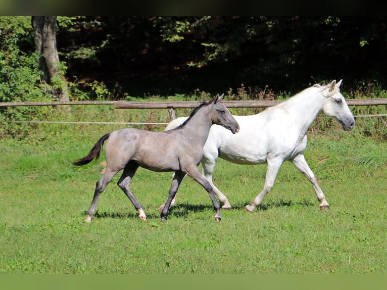 Lipizzaner Stallion Foal (04/2024) 15,2 hh Gray in Radovljica