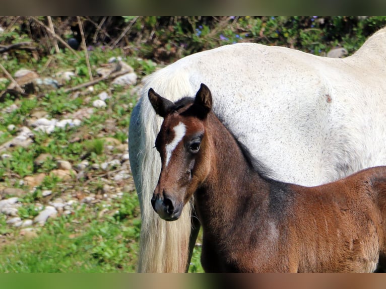 Lipizzaner Stallion Foal (03/2024) 15,2 hh Gray in radovljica