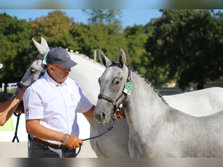 Lipizzaner Stallion Foal (04/2026) 15.2 hh Grey in Radovljica