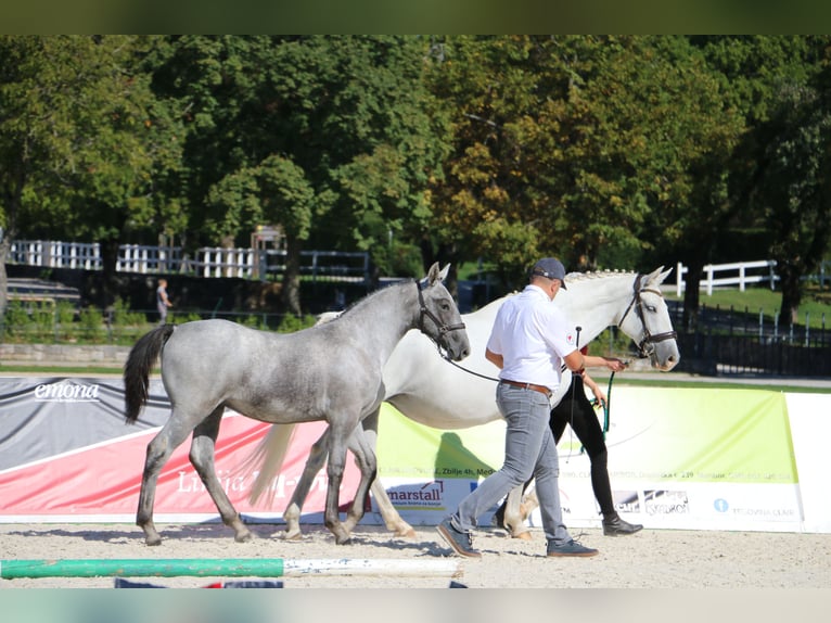 Lipizzaner Stallion Foal (04/2026) 15.2 hh Grey in Radovljica