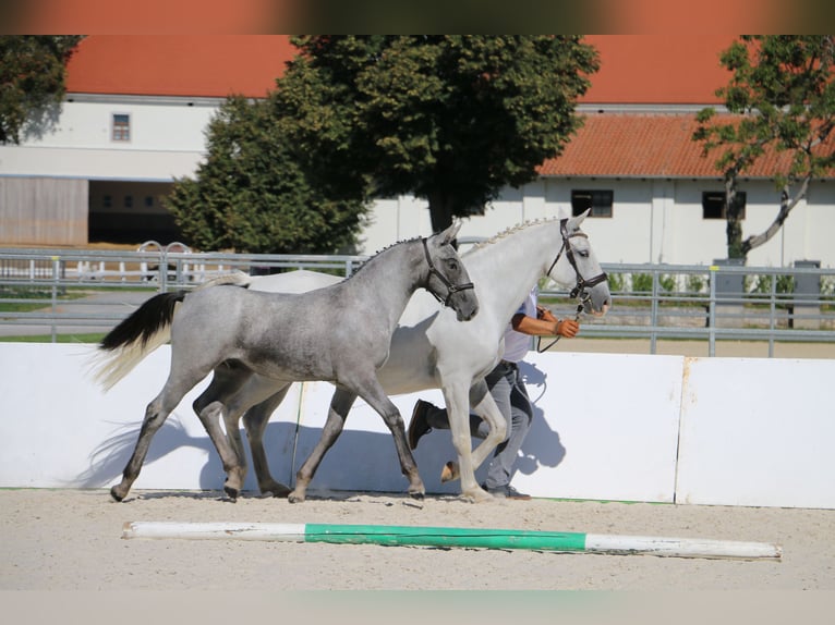 Lipizzaner Stallion Foal (04/2026) 15.2 hh Grey in Radovljica