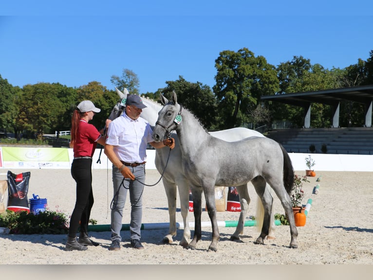Lipizzaner Stallion Foal (04/2026) 15.2 hh Grey in Radovljica
