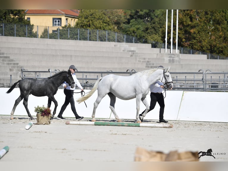 Lipizzaner Stallion Foal (04/2025) 15,2 hh Grey in Slovenske Konjice