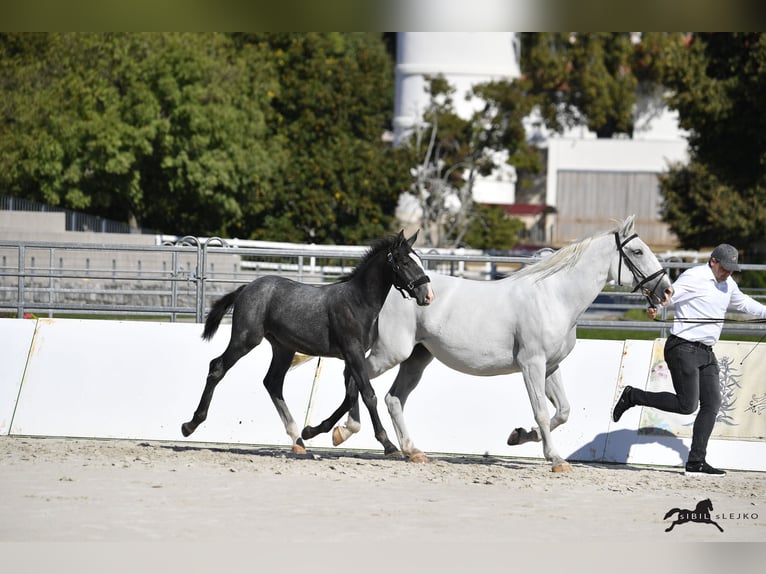 Lipizzaner Stallion Foal (04/2025) 15,2 hh Grey in Slovenske Konjice