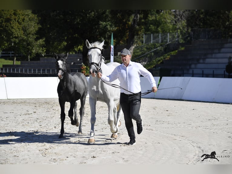 Lipizzaner Stallion Foal (04/2025) 15,2 hh Grey in Slovenske Konjice