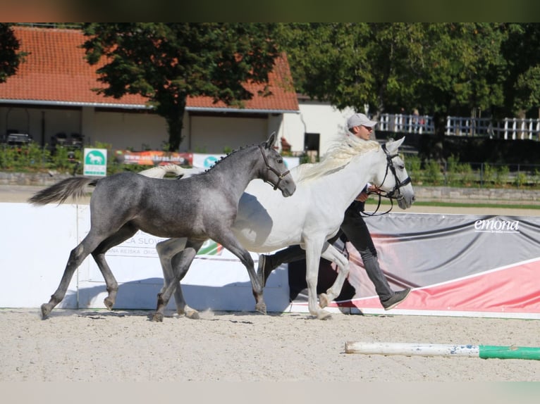 Lipizzaner Stallion Foal (05/2026)  in Idrija