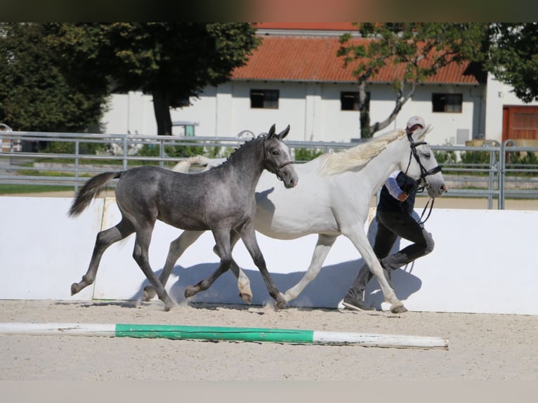 Lipizzaner Stallion Foal (05/2026)  in Idrija