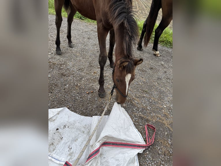 Lipizzaner Stallion Foal (04/2026) Brown in Glanegg