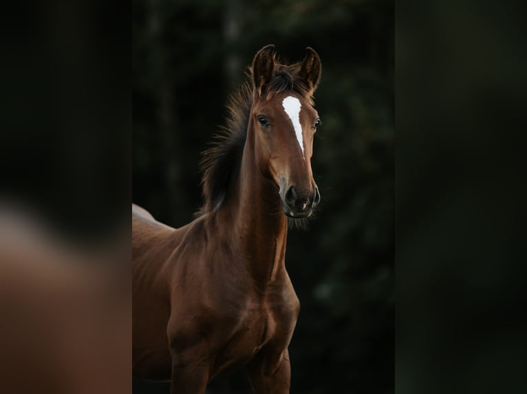 Lipizzaner Stallion Foal (04/2026) Brown in Glanegg