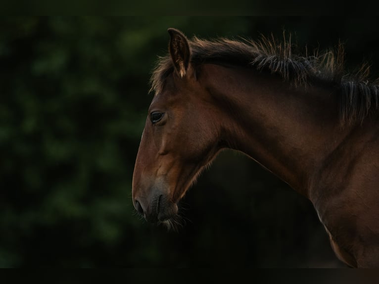 Lipizzaner Stallion Foal (04/2026) Brown in Glanegg