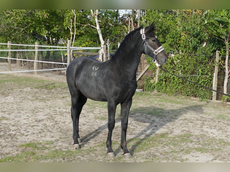 Lipizzaner Stallion Foal (02/2025) Can be white in F&#xFC;l&#xF6;psz&#xE1;llas