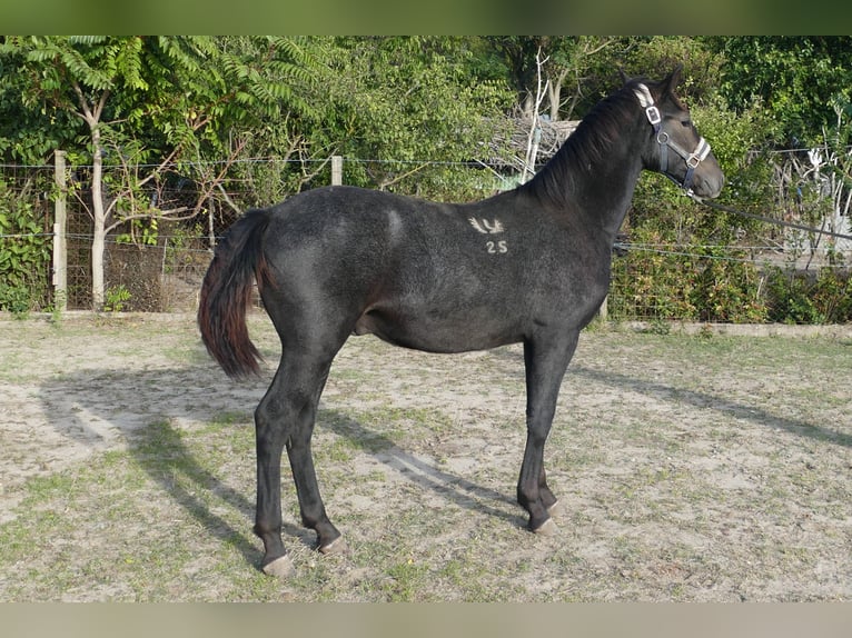 Lipizzaner Stallion Foal (02/2025) Can be white in F&#xFC;l&#xF6;psz&#xE1;llas
